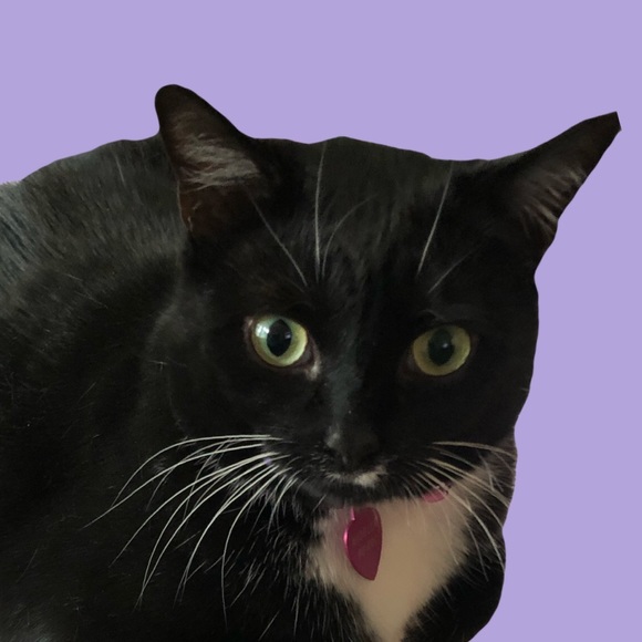 💖Come visit my Mama & Shop the Kitty-Korner!💖 - Picture 16 of 17